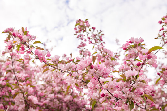 Spring blossom: branches of a blossoming apple tree on sky background. Pink apple tree flowers on nature background.