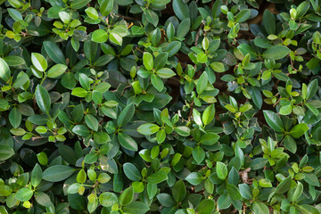 Obraz premium Small green leaves background. Tiny green leaf background