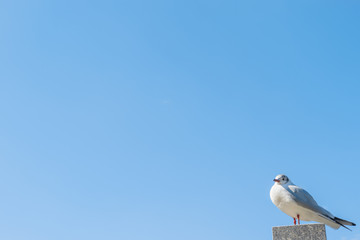seagull