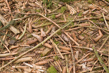 Ground closeup view natural background. Forest ground texture. wood chip abstract background texture