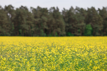 Obraz premium Yellow blooming rapeseed field with forest as a background.