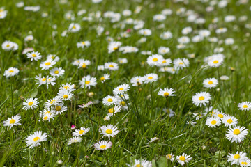 Beautiful blooming daisy field. Spring Easter flowers. Daisy flower background. Summer camomile meadow in the garden.