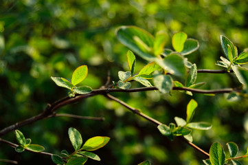 Zielone listki krzaku pokryte rosą o świcie oświetlone bocznym słońcem - obrazy, fototapety, plakaty