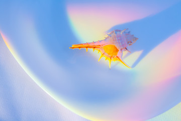 Fototapeta na wymiar 貝殻と虹色の光