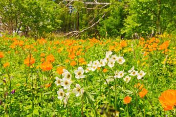 Field of blooming orange flowers on a background of Baikal