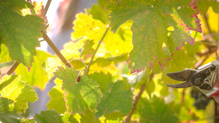 Wine Grape Harvest