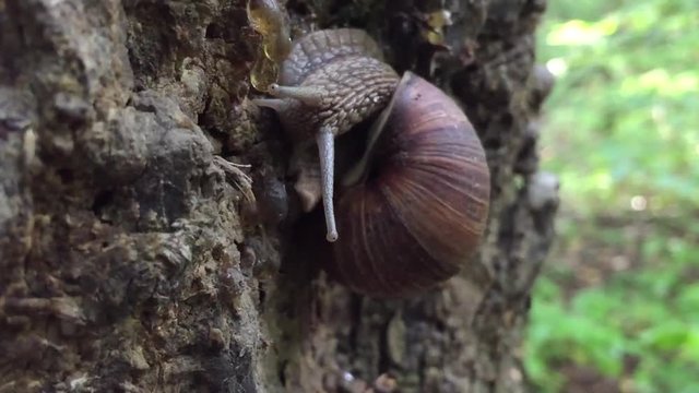 Big snail on a tree