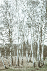 Birch trees in springtime 