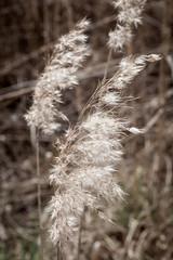 Close-up of reed