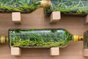 Orchid tissue culture in glass bottles