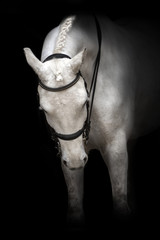 White horse portrait in dressage bridle isolated on black background