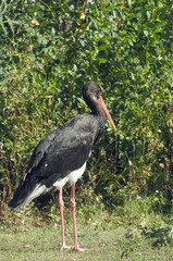 The black stork