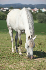 Naklejka na ściany i meble Nice white mare feed on grass