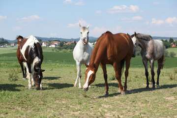 Fototapeta na wymiar Nice herd of horses together on pasturage