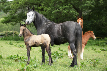 Obraz premium Beautiful mare with foal