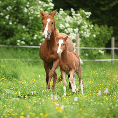Beautiful mare running with foal - obrazy, fototapety, plakaty