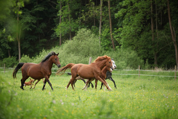 Fototapeta premium Beautiful herd of horses running together