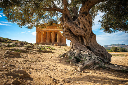 Agrigento - Valle dei templi