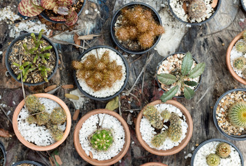 cactuses and succulents on old wooden table