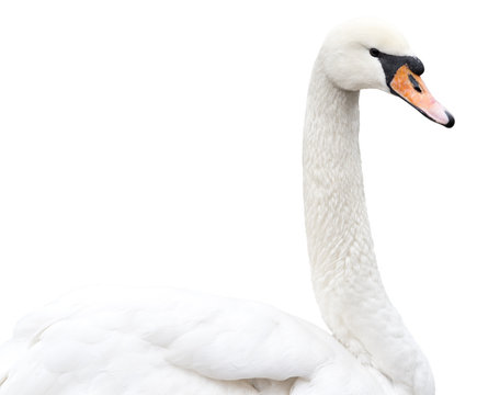 swan on white