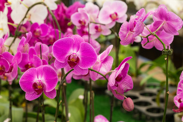 Beautiful purple orchid, phalaenopsis, in the garden