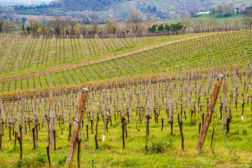 Fototapeta na wymiar Leafless vineyards in rows