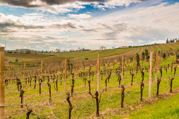 Fototapeta na wymiar Leafless vineyards in rows toward the horizon
