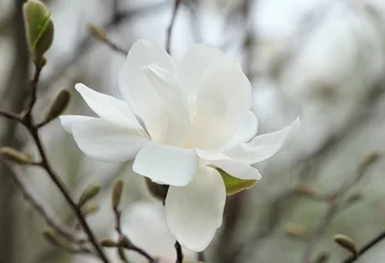 Deurstickers Magnolia close-up van prachtige magnoliaboombloesem