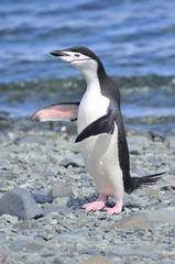 Fototapeta premium Penguin Chinstrap