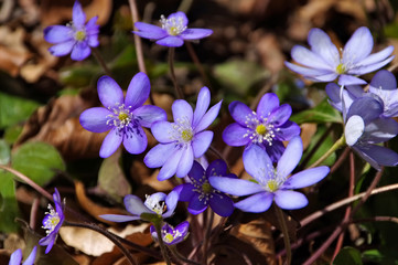 Leberbluemchen - Hepatica nobilis flower in spring