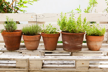 Rosmarin, Thymian, Salbei, Pfefferminze und Zitronenmelisse im Topf