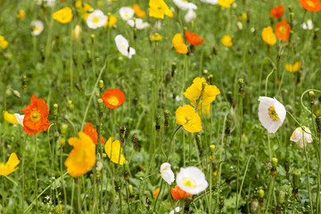 the landscape in a park,chengdu,china