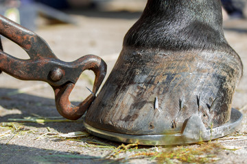 Shoeing horses on round horseshoe
