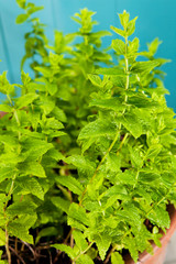 Frische Pfefferminze im rustikalen Blumentopf, Mentha Piperita