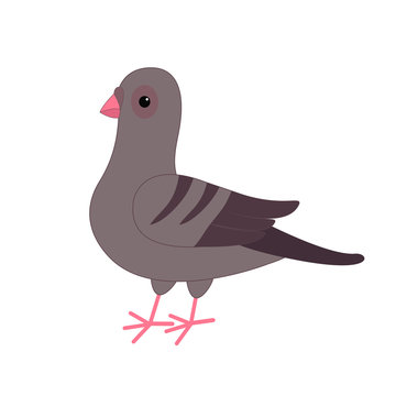Gray Pigeon Dove bird. Cute cartoon character on white background. Isolated. Pigeon icon Flat design