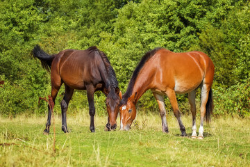 Obraz na płótnie Canvas Two horses on pasture