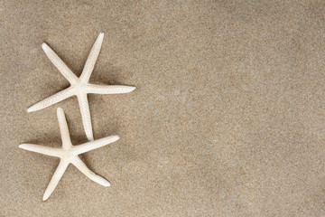 starfish on the sand