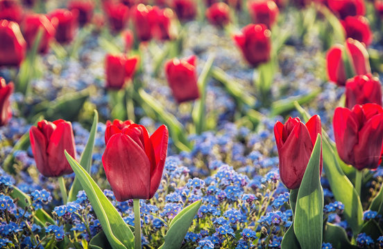 Red tulips and forget-me-not flowers planted in the park
