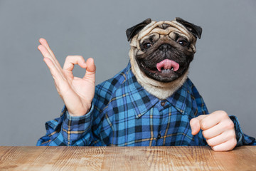 Man with pug dog head sitting and showing ok sign