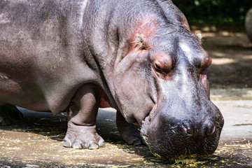 Hippopotamus eating before a swim hippo hungry