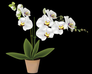 light blossoming orchid in pot isolated on black