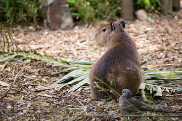Close up of a Capybara Hydrochoerus hydrochaeris babies