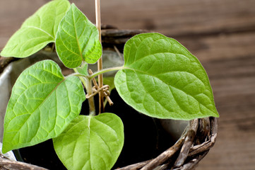 Physalis Andenbeere als junge Pflanze