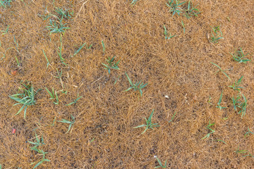 Top view of dry grass texture