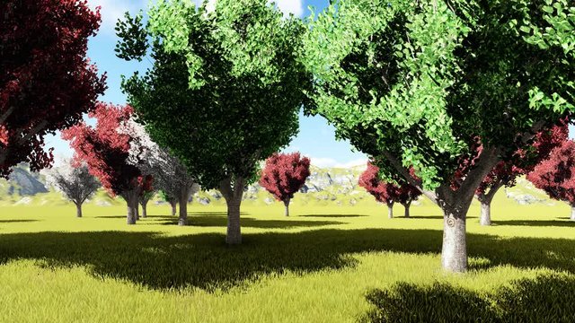 Calleary pear orchard