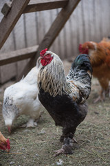 Happy bio cock from ecological farm