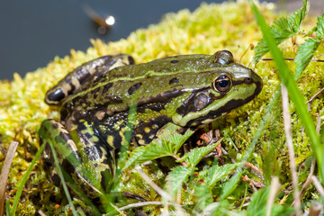 Teichfrosch