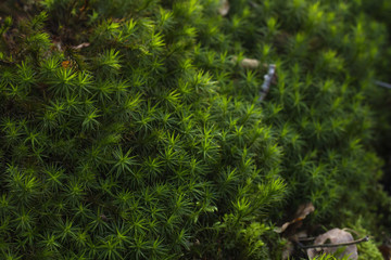 Fototapeta na wymiar green moss 