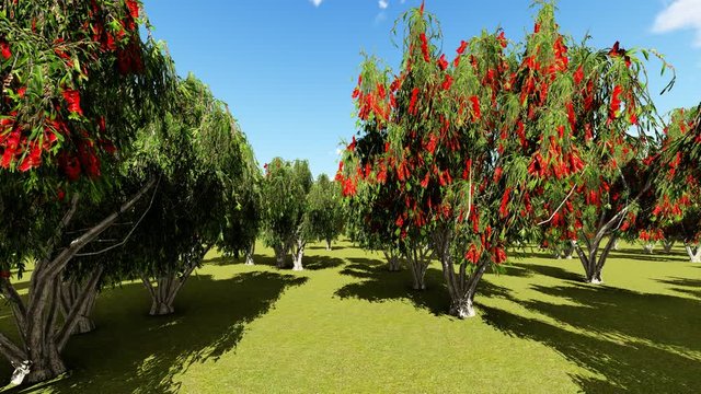 Calleary pear orchard