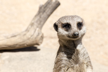 Meerkat face close up